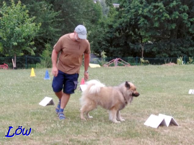 22.6.2019 - Dwix beim Rally Obedience